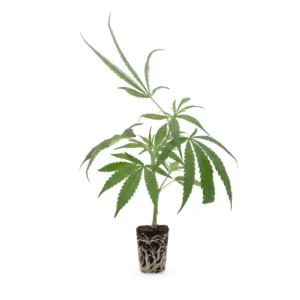 cannabis stecklinge kaufen